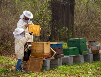 Il miele e le api in Liguria