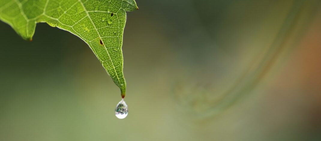 Il clima in campo: la Liguria oggi