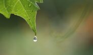 Il clima in campo: la Liguria oggi
