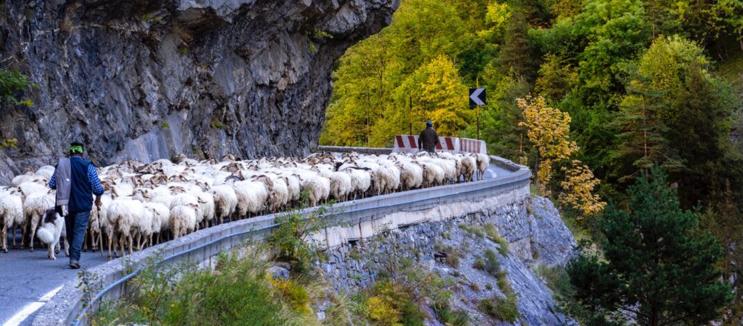 Il rito della transumanza in Liguria