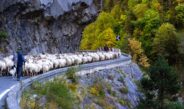 Il rito della transumanza in Liguria